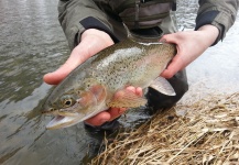 Michael Arnold 's Fly-fishing Photo of a Rainbow trout – Fly dreamers 