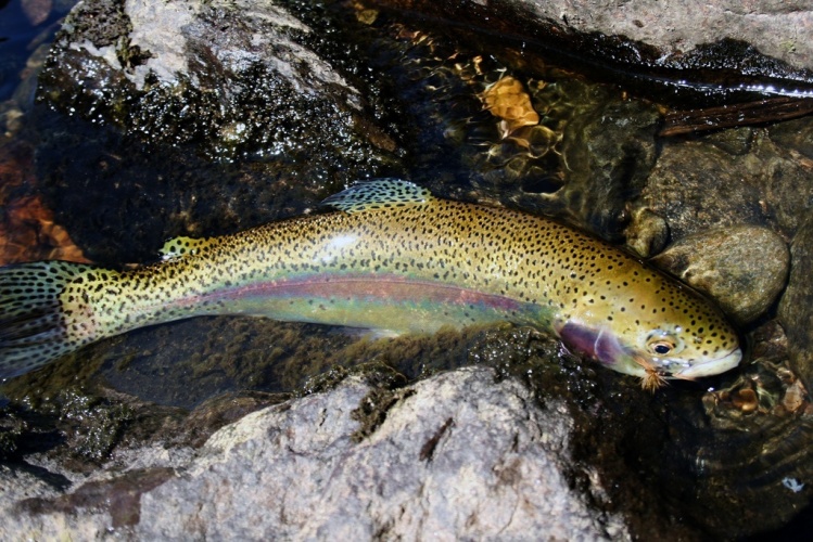  First Rainbow on a Dry 
Deerfield River, Deerfield MA