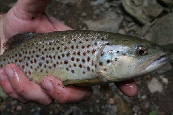 little Brownie in Roaring Run