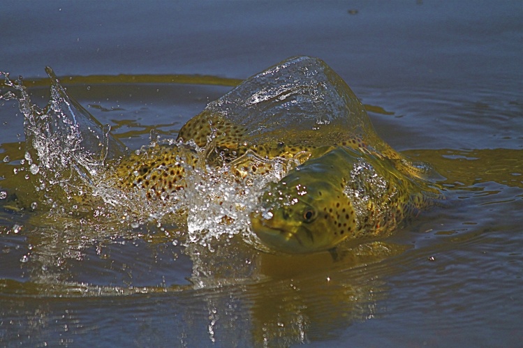 Brown trout chasing damselfies: www.snowymountainsfishing.com.au