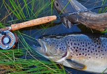  Captura de Pesca con Mosca de Trucha marrón por Brett Smith – Fly dreamers