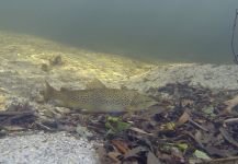  Foto de Pesca con Mosca de Trucha marrón compartida por Brett Smith – Fly dreamers