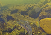  Foto de Pesca con Mosca de Trucha marrón por Brett Smith – Fly dreamers 