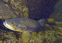  Fotografía de Pesca con Mosca de Trucha marrón compartida por Brett Smith – Fly dreamers