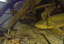 Brett Smith 's Fly-fishing Image of a Brown trout – Fly dreamers 