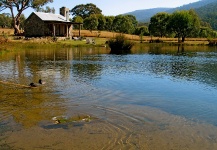 Sweet Fly-fishing Situation of Brown trout - Photo shared by Brett Smith – Fly dreamers 