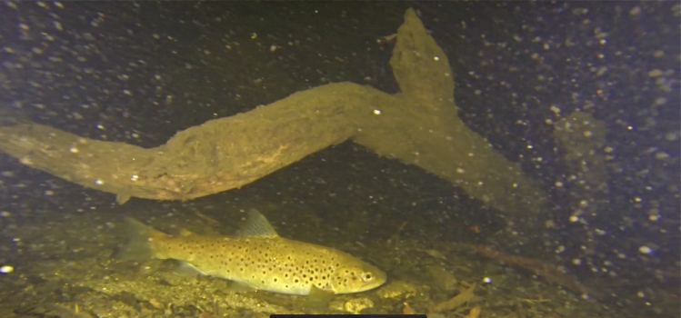 Sleeping at midnight on the bottom of Thredbo River: www.snowymountainsfishing.com.au