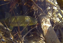  Fotografía de Pesca con Mosca de Trucha marrón compartida por Brett Smith – Fly dreamers