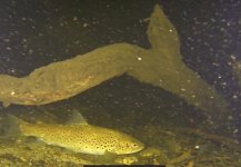 Brett Smith 's Fly-fishing Image of a Brown trout – Fly dreamers 