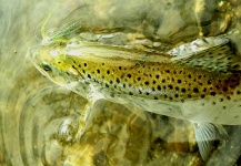 Fly-fishing Pic of Sea-Trout shared by Brant Fageraas – Fly dreamers 