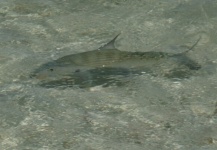 Fly-fishing Picture of Bonefish shared by Antonio Lynch – Fly dreamers