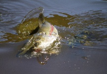 Fly-fishing Picture of Rainbow trout shared by Brett Smith – Fly dreamers