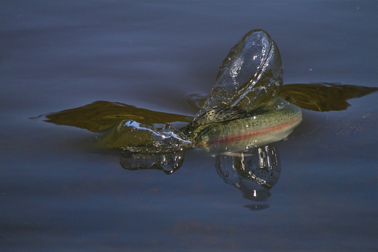 Rainbow Trout, Moonbah River, near Jindabyne, New South Wales Snowy Mountains region, Australia: www.moonbahhut.com