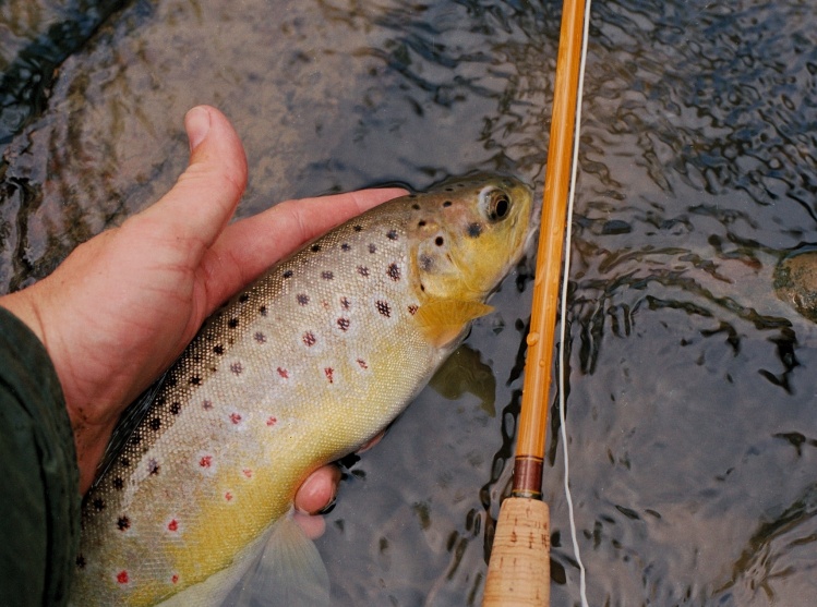 Brown trout fly fishing with a Payne fly rod