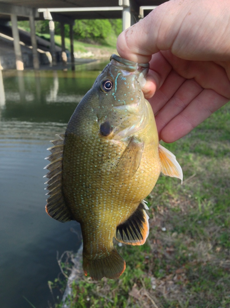 A fat green sunfish ready to spawn.