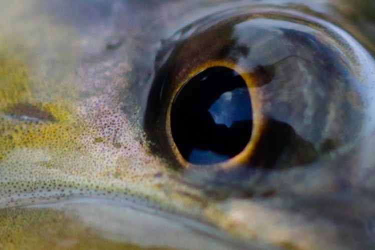 Brown trout eye closeup