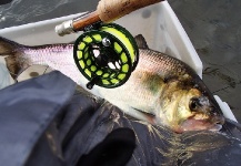 Jack Denny 's Fly-fishing Photo of a Shad – Fly dreamers 