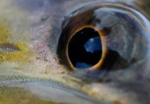 Johnathon Spens 's Fly-fishing Photo of a Brown trout – Fly dreamers 