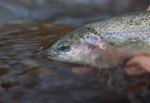 Johnathon Spens 's Fly-fishing Photo of a Rainbow trout – Fly dreamers 