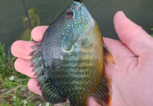 Peter Breeden 's Fly-fishing Catch of a Sunfish – Fly dreamers 