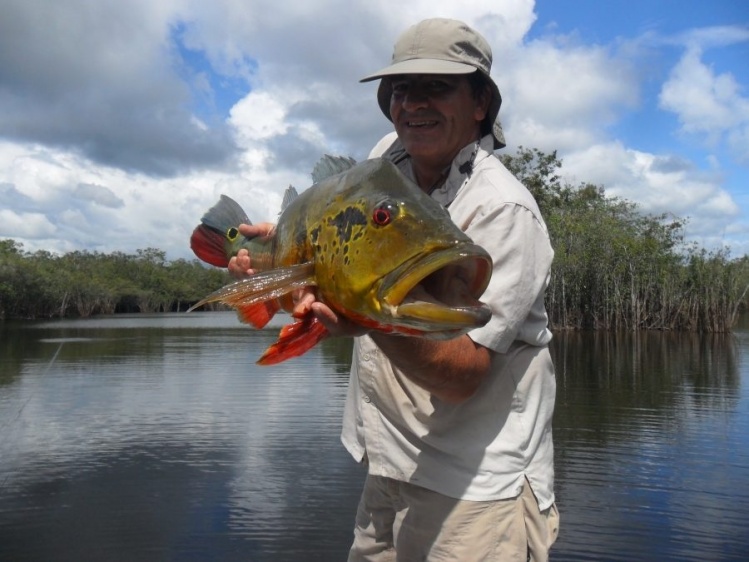 Tucunare pescado con mosca en el Amazonas