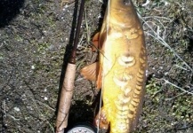 first carp on the fly