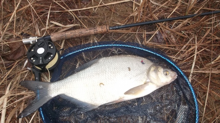 Spring Bream.
A warmer day made the bream feeding on the flats of my club lake.