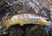 Fly-fishing Pic of Brown trout shared by Kevin Burrall – Fly dreamers 