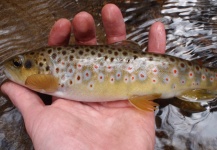 Kevin Burrall 's Fly-fishing Photo of a Brown trout – Fly dreamers 