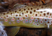 Kevin Burrall 's Fly-fishing Photo of a Brown trout – Fly dreamers 