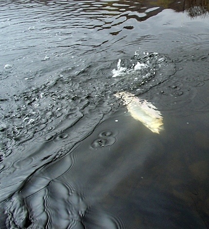 Shad diving for the bottom then out.....fast!