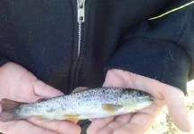 first trout of the season