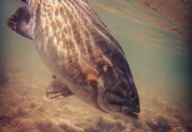  Imagen de Pesca con Mosca de Bass de boca chica compartida por Brent Wilson – Fly dreamers