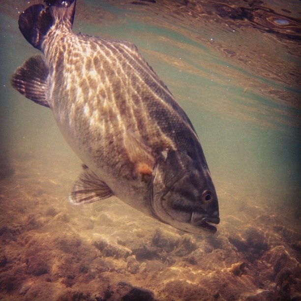 Smallmouth Bass - Snake River, ID