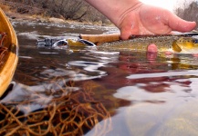  Imagen de Pesca con Mosca de Trucha marrón compartida por Dave Meyer – Fly dreamers