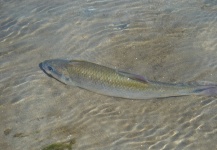 RAFAEL VALDERRAMA 's Fly-fishing Image of a Brycon Moorei – Fly dreamers 