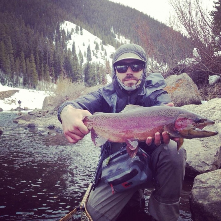 Rainbow trout on a fly