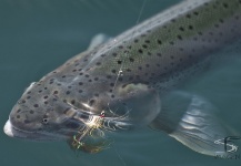  Fotografía de Pesca con Mosca de Trucha arcoiris compartida por Walter Ruiz – Fly dreamers