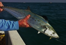 Fly-fishing Picture of Spanish Mackerel shared by John Kelly – Fly dreamers