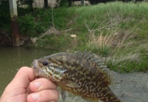 Fly-fishing Pic of Sunfish shared by Peter Breeden – Fly dreamers 