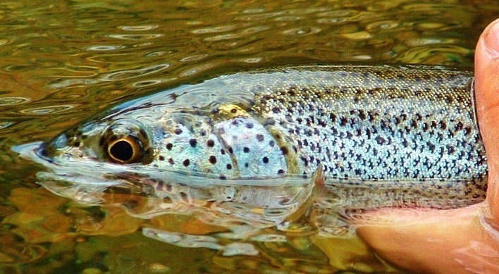 Cutthroat fly fishing in Oregon