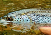  Foto de Pesca con Mosca de Cutthroat compartida por Sam Brost-Turner – Fly dreamers