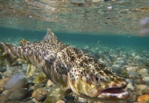  Foto de Pesca con Mosca de Trucha marrón compartida por Alejandro Tosco – Fly dreamers