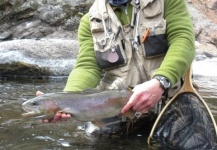 Fly-fishing Photo of Rainbow trout shared by Greg McCrimmon – Fly dreamers 