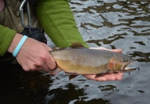 Greg McCrimmon 's Fly-fishing Photo of a Cutthroat – Fly dreamers 