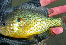 David Merical 's Fly-fishing Pic of a Pumpkinseed – Fly dreamers 