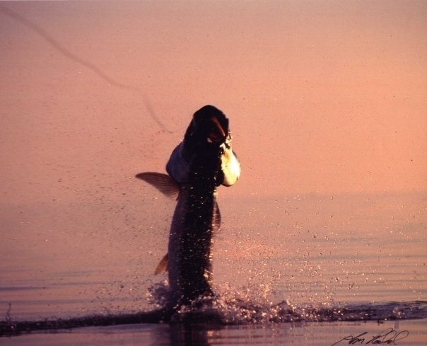 Massive Morning Tarpon - Tom Rowland photo. Early morning key West 