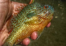 Fly-fishing Pic of Pumpkinseed shared by Cory Zurcher – Fly dreamers 