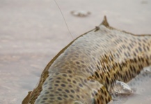  Foto de Pesca con Mosca de Trucha marrón compartida por Walter Ruiz – Fly dreamers