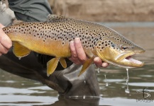  Foto de Pesca con Mosca de Trucha marrón compartida por Walter Ruiz – Fly dreamers